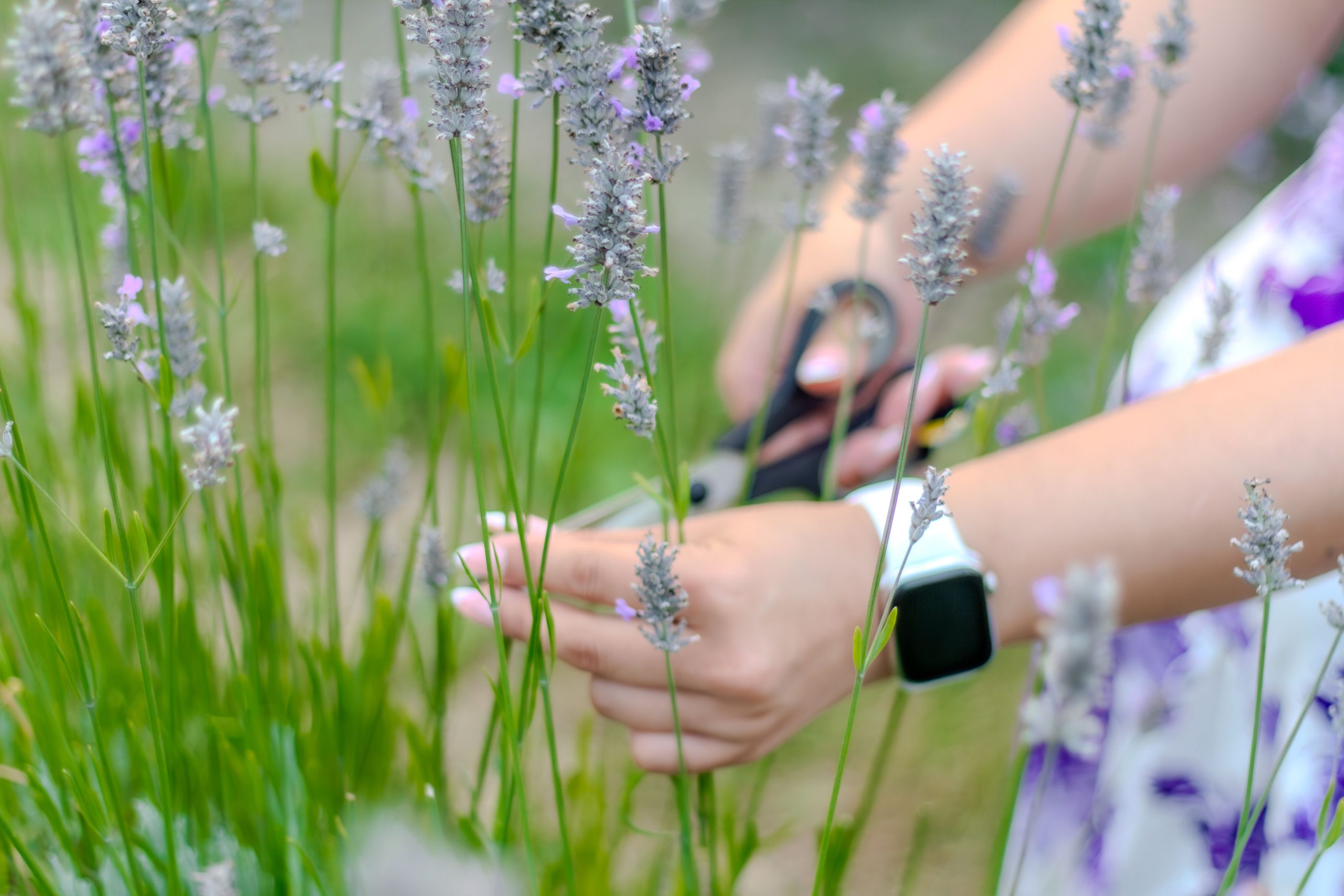 Mains coupant des fleurs de lavande aux ciseaux