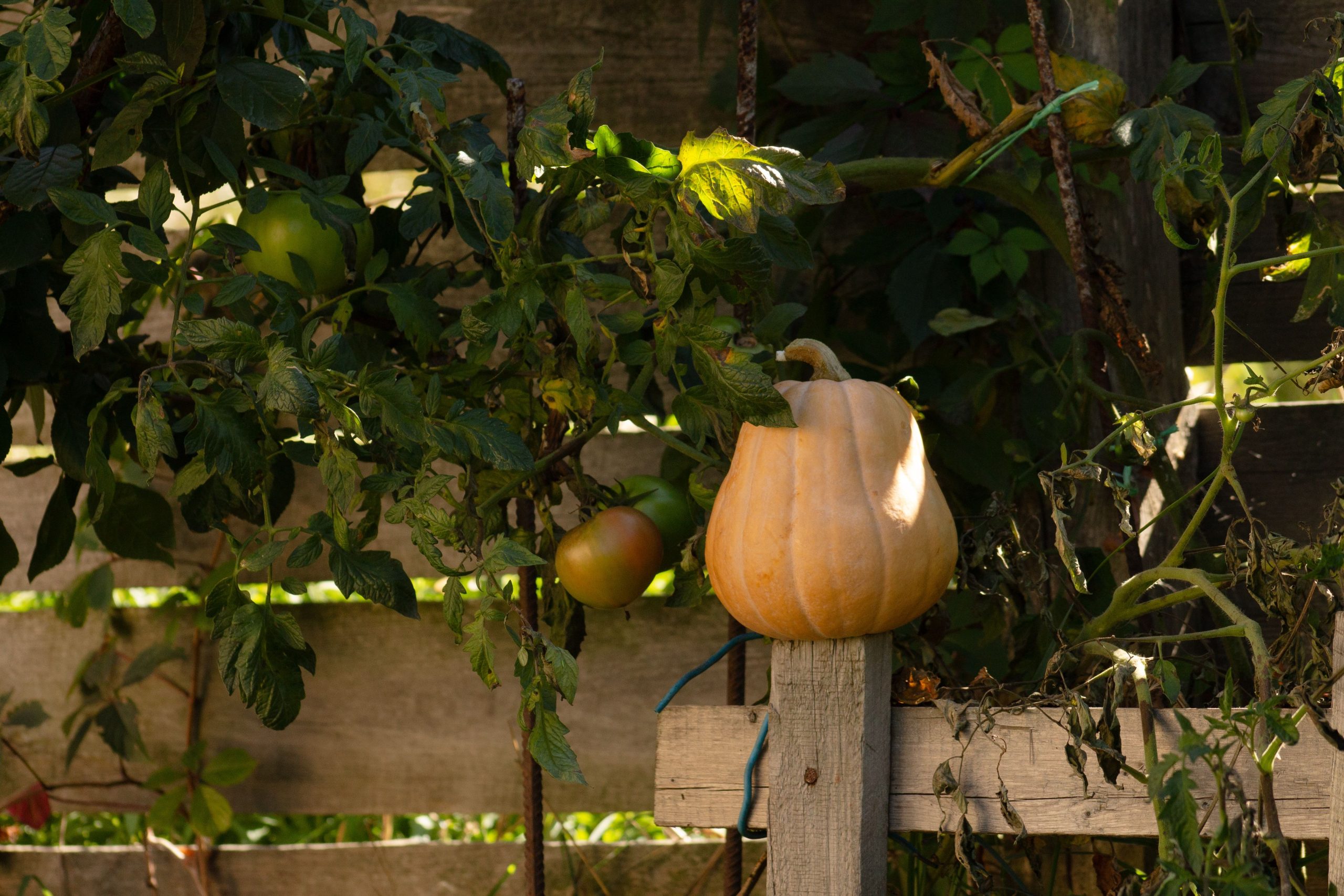 Courges et tomates poussant au jardin automnal