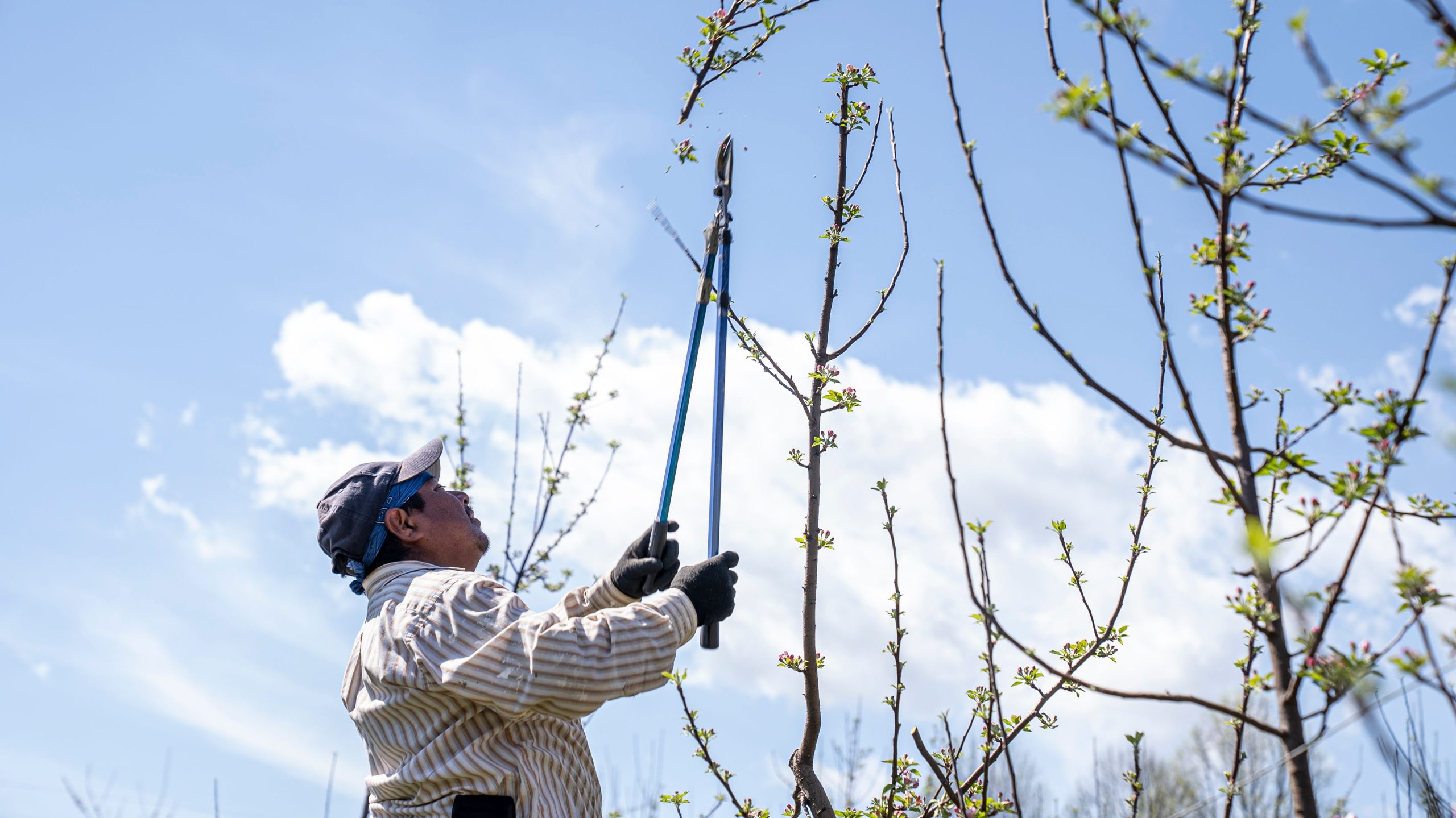 Homme elagage branches cerisier ciel bleu printemps