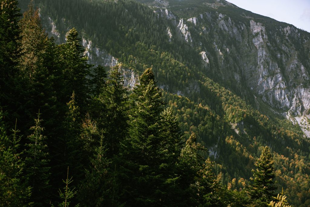 Forêts de pins alpins avec montagnes rocheuses