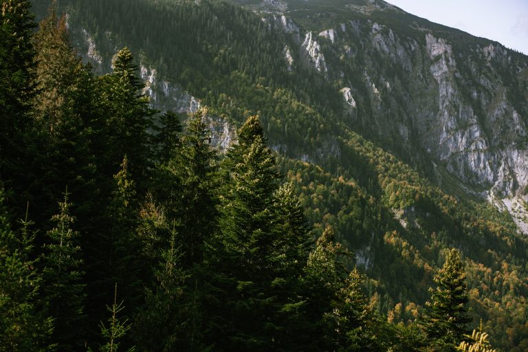 Forêts de pins alpins avec montagnes rocheuses