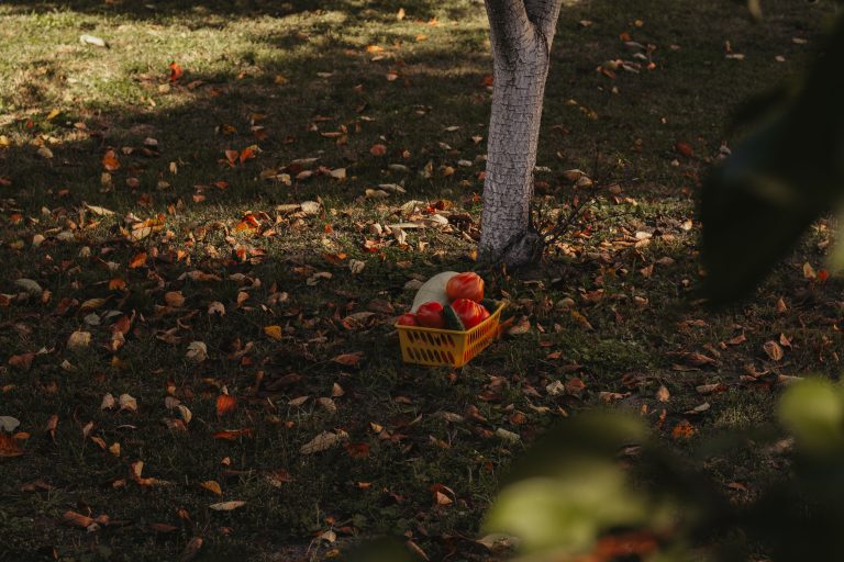 Panier de légumes colorés sous un arbre automnal