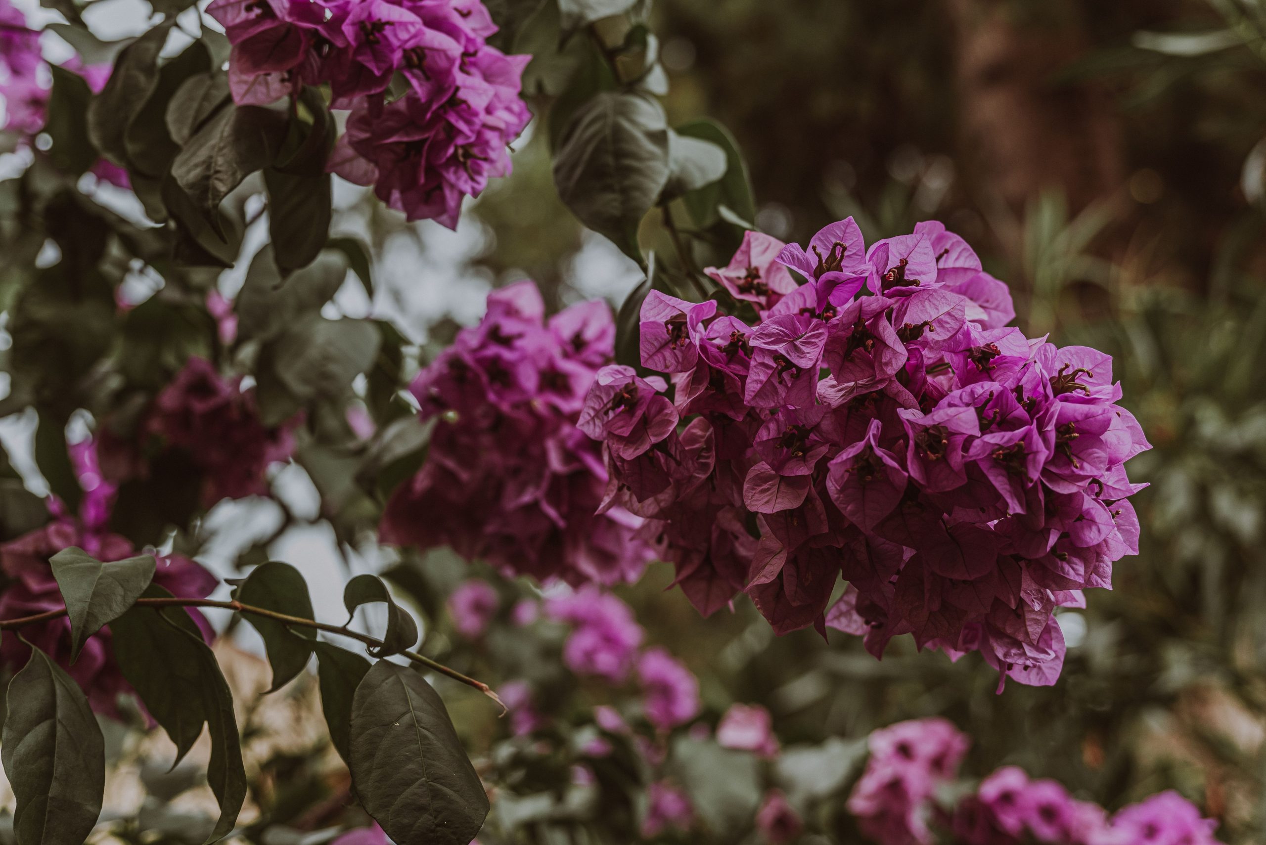 Bougainvillier rose en pleine floraison jardin