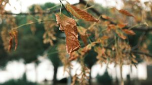 Feuilles sèches sur branche en automne