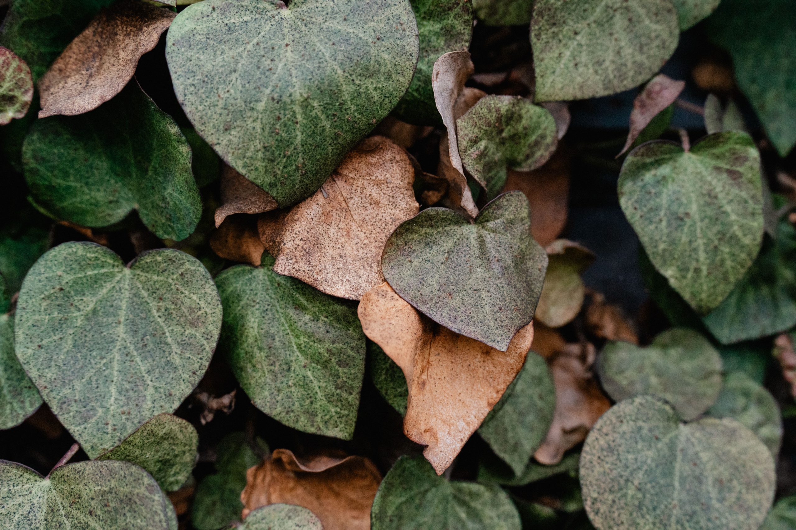 Feuilles vertes et brunes du photinia