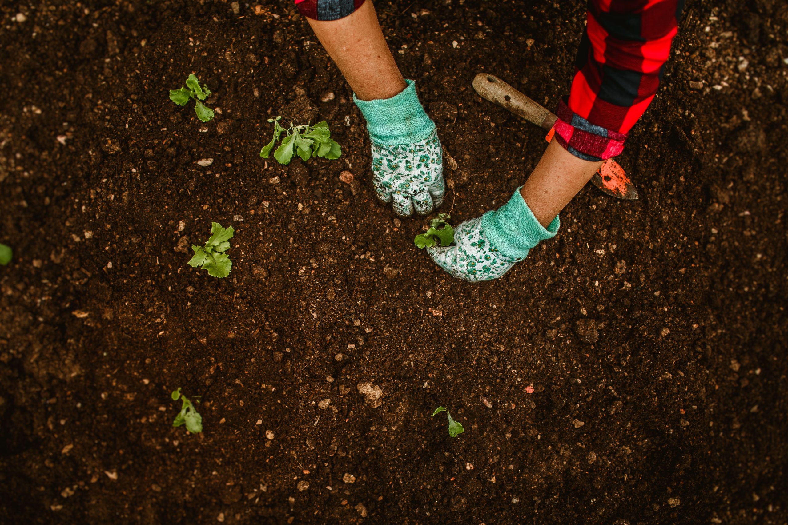 Mains plantant des semis dans le sol du jardin