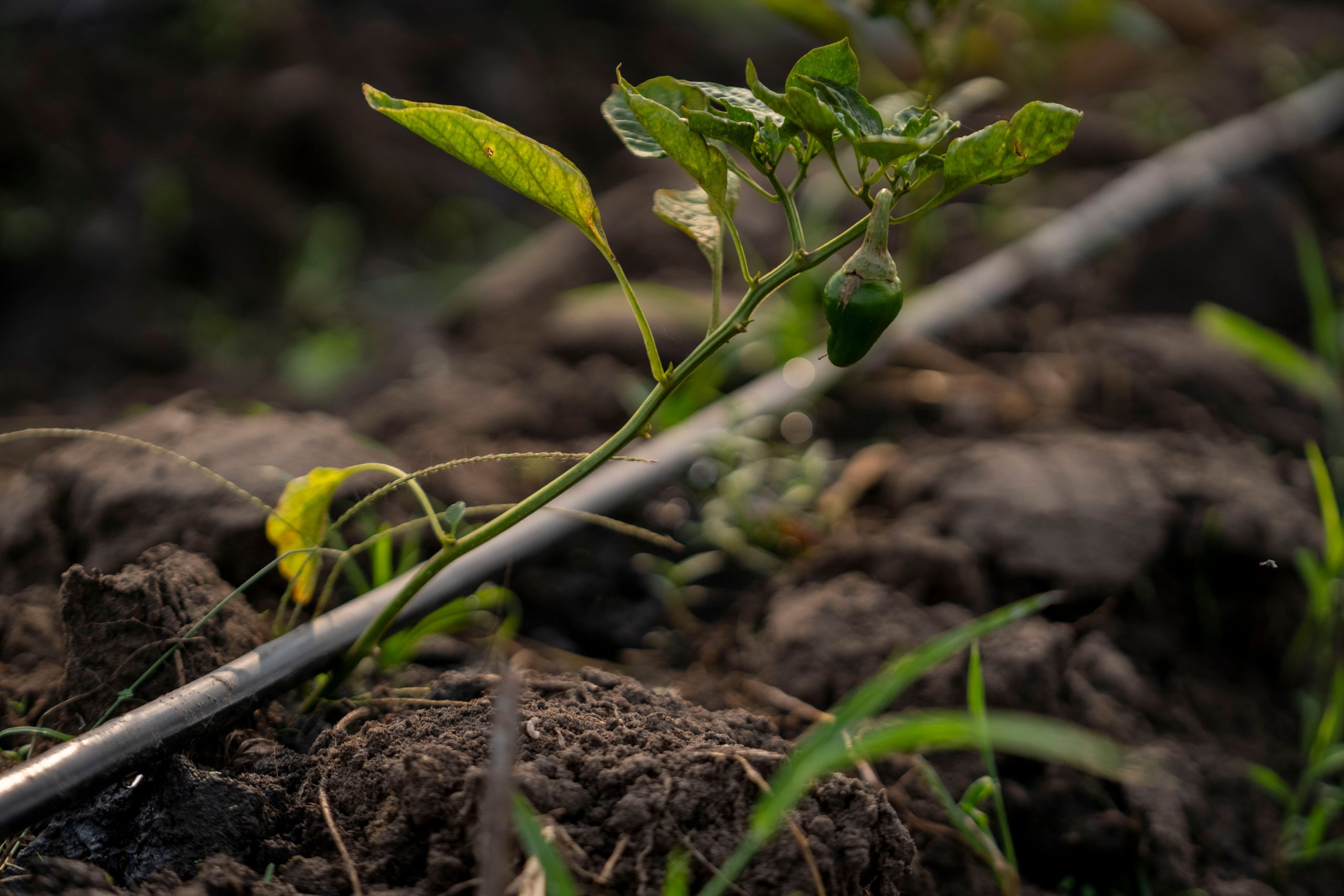 Plant de poivron avec système d'irrigation goutte-à-goutte