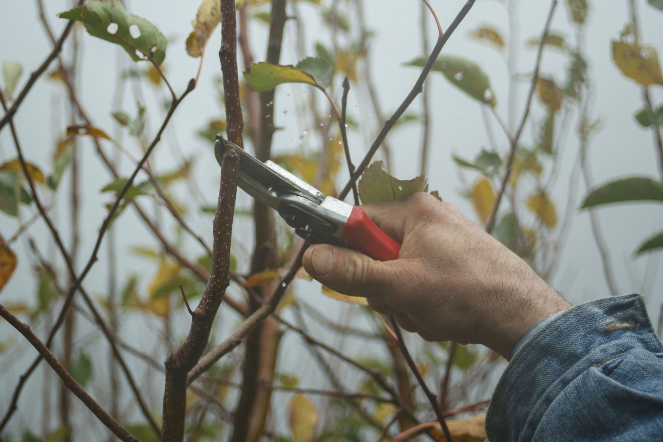 Jardinier taille branches sécateur automne