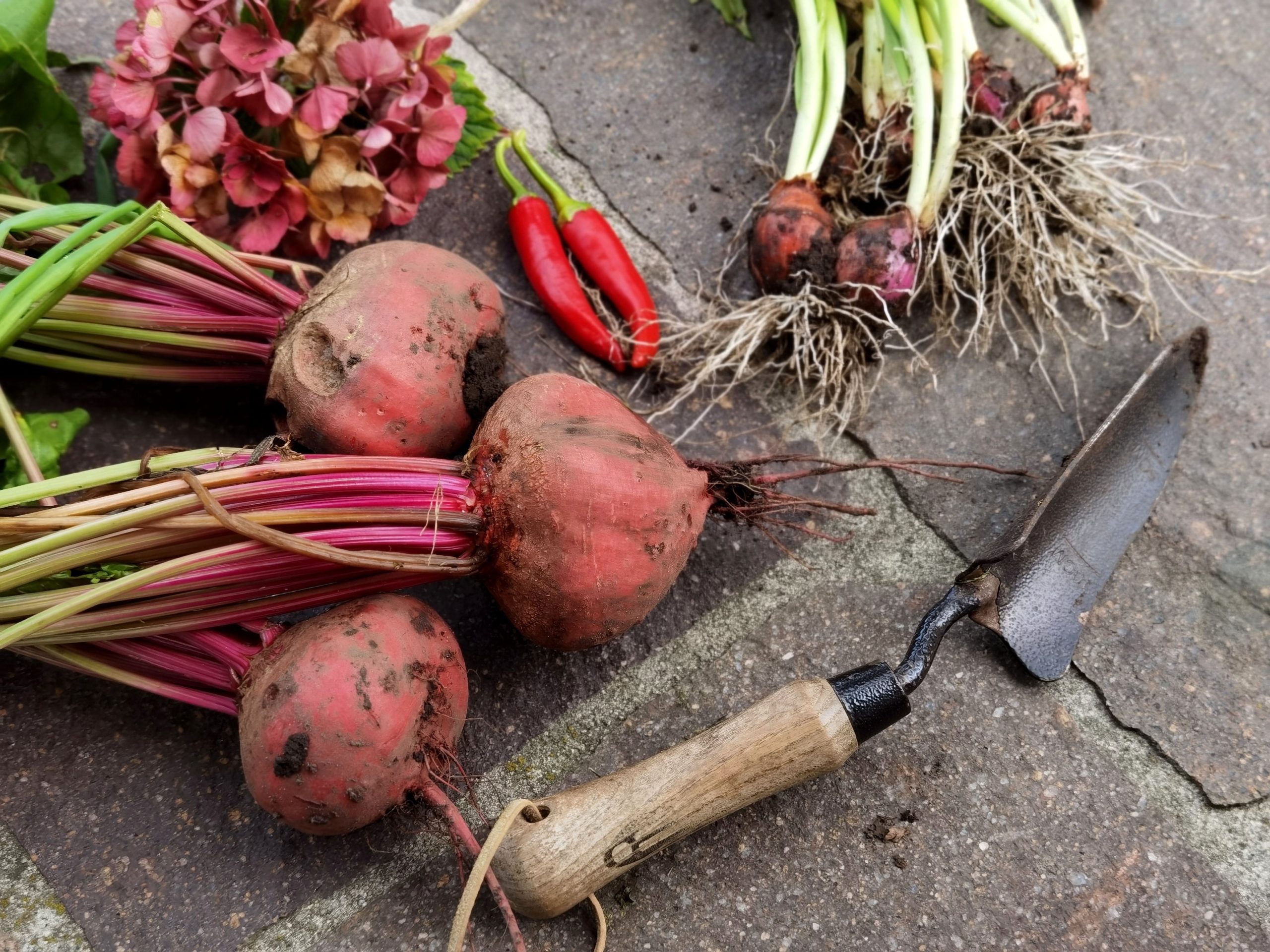 Récolte de jardin avec betteraves et outils