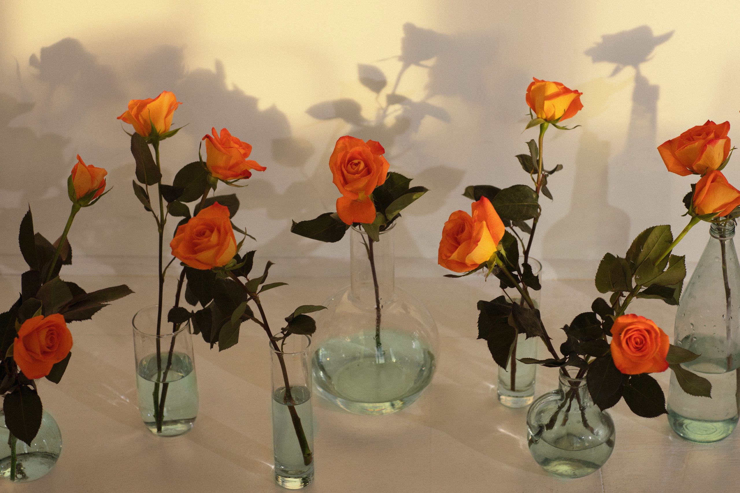 Roses épanouies en vases avec eau et lumière douce