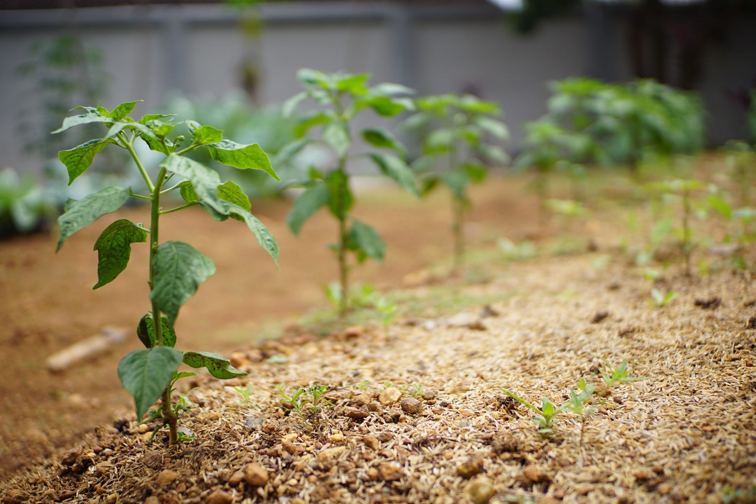 Jeunes plantes vertes poussant dans un jardin cultivé