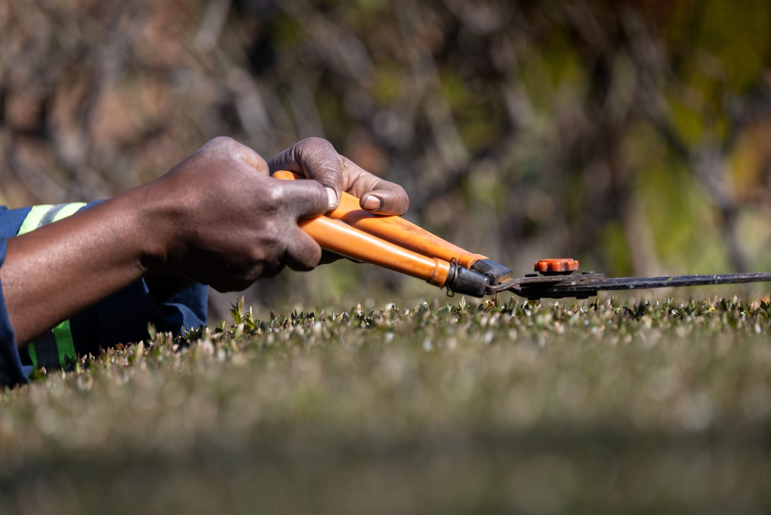 Mains de jardinier taillant avec sécateur orange