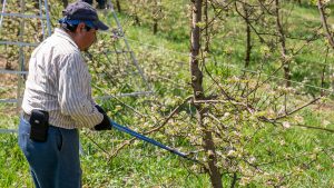 Agriculteur taillant branches cerisier verger ensoleille