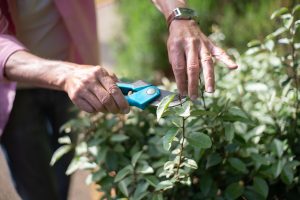 Mains taillant des plantes aux ciseaux ensoleillés