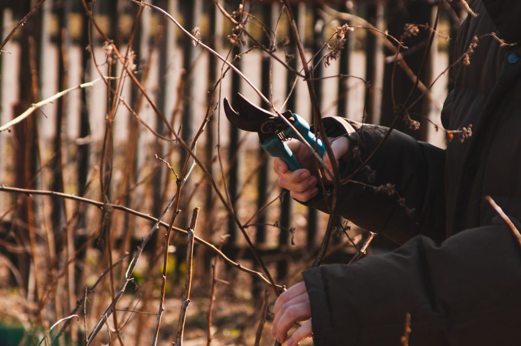 Personne taillant un arbuste en automne