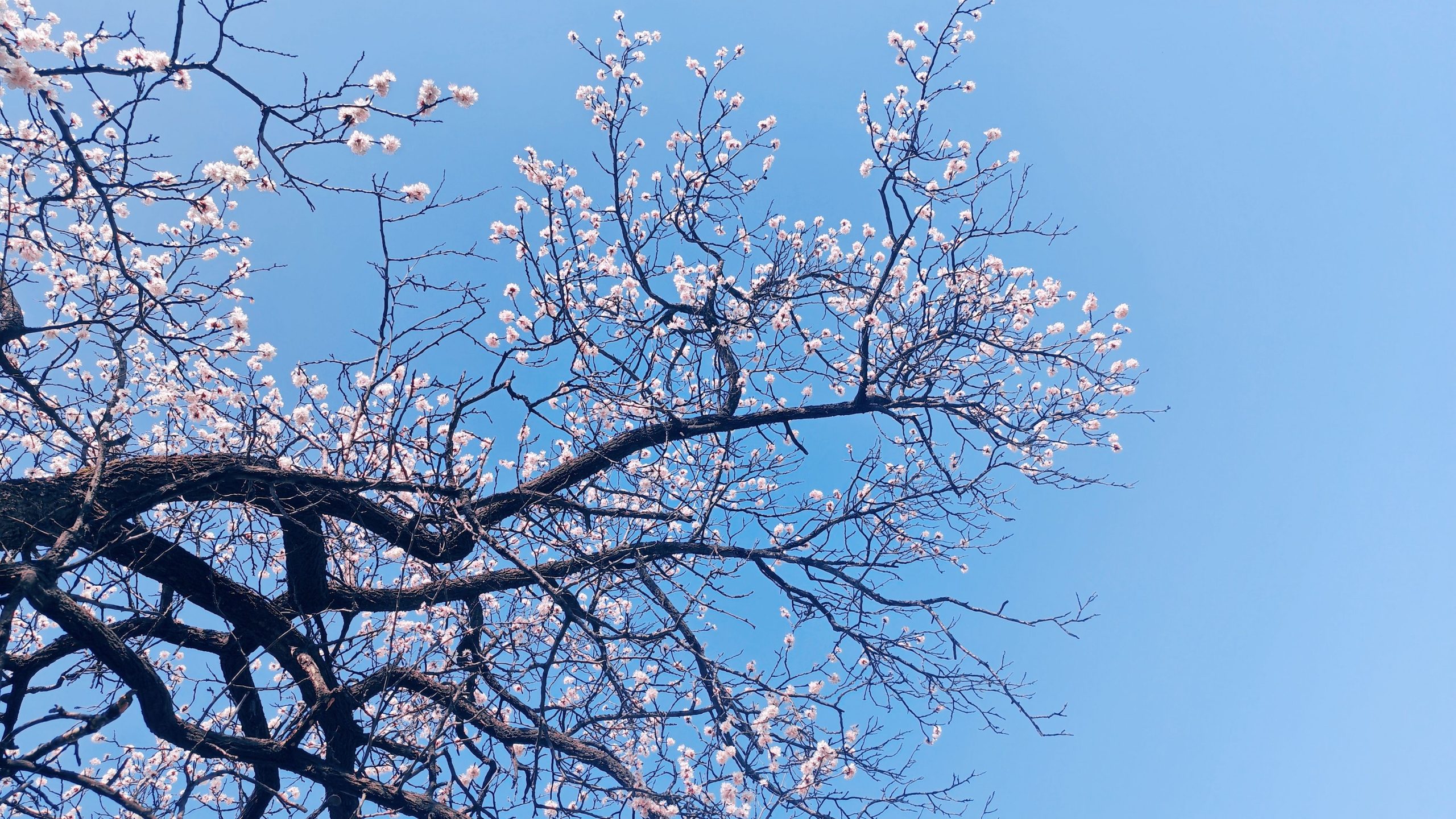 Abricotier en fleurs sous un ciel dégagé