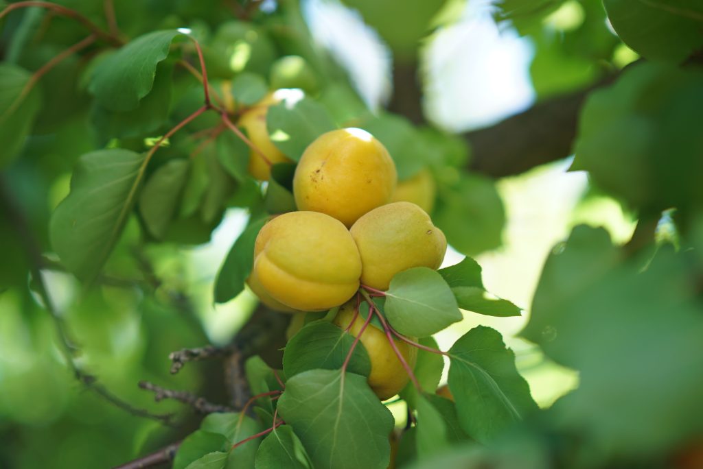 Abricots mûrs sur une branche feuillue
