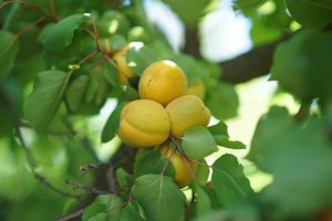 Abricots mûrs sur une branche feuillue