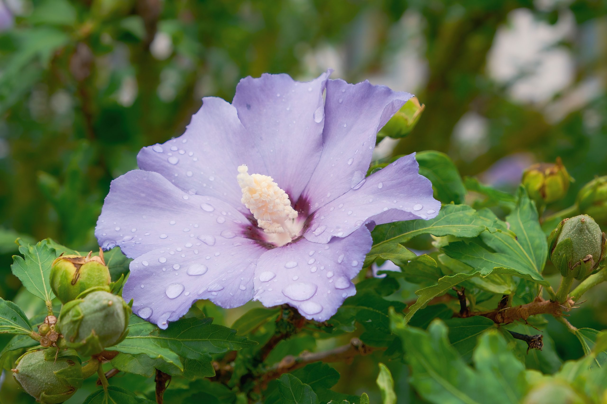 Hibiscus pourpre avec gouttes pluie sur petales