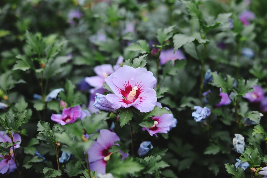 Fleurs rose de sharon éclatantes en pleine floraison