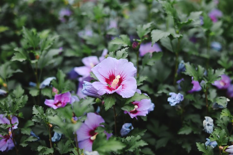 Fleurs rose de sharon éclatantes en pleine floraison