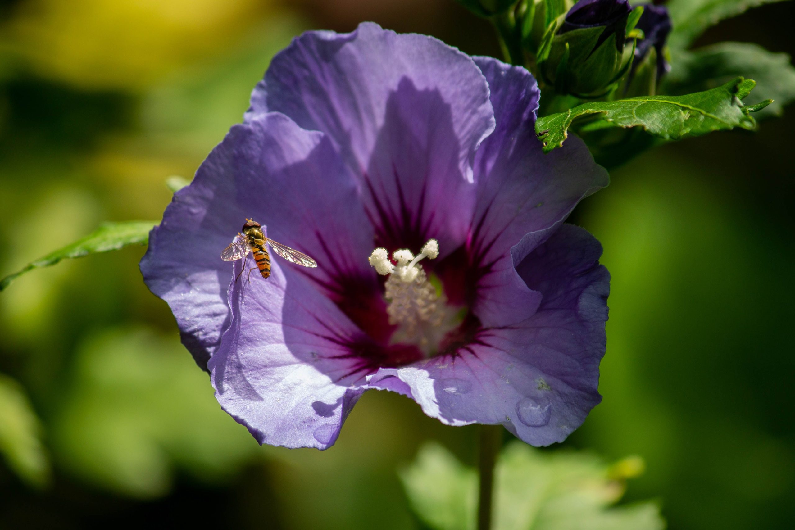 Macro hibiscus pourpre avec syrphe en lumiere vive