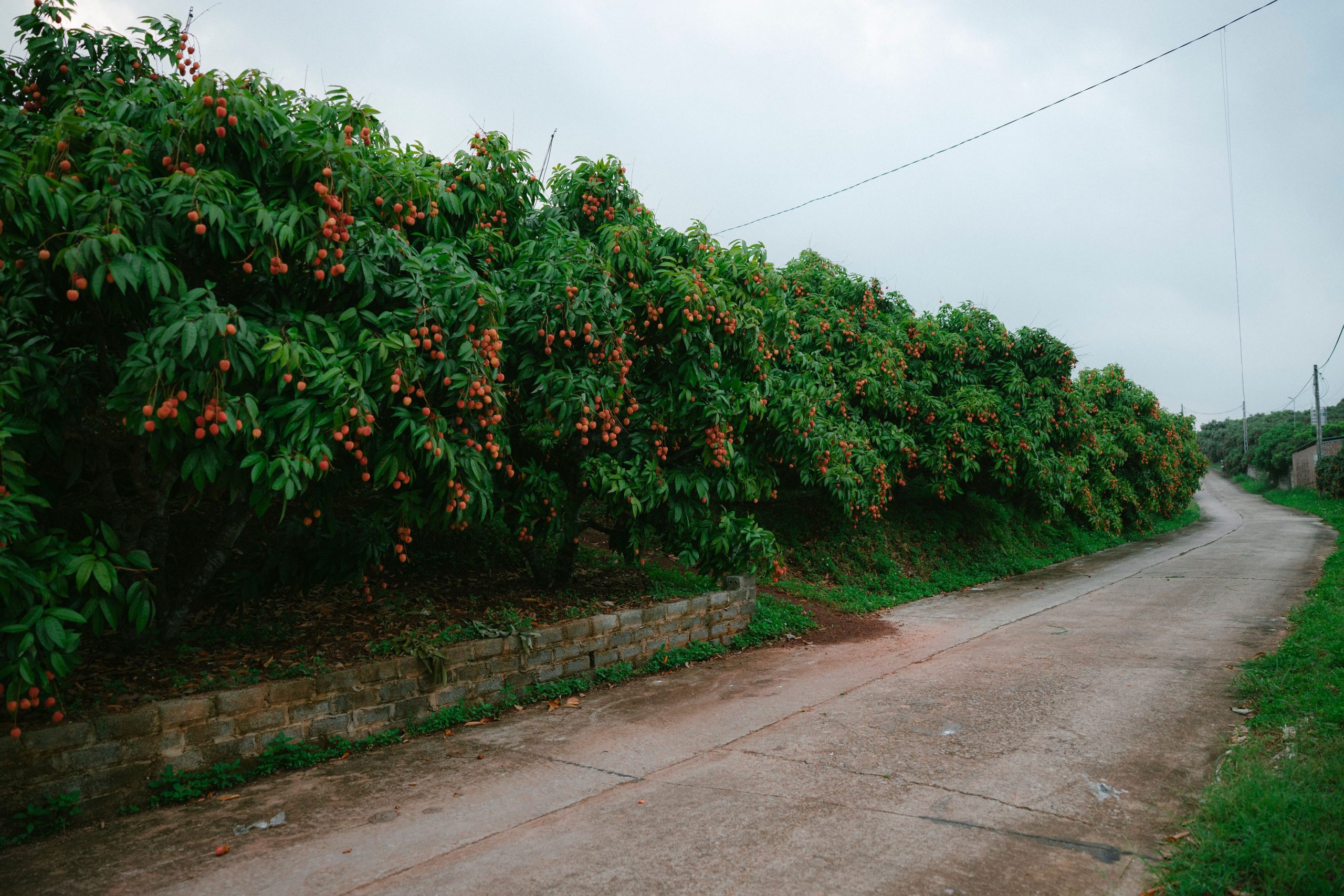 Arbres de litchi alignés dans la verdure rurale