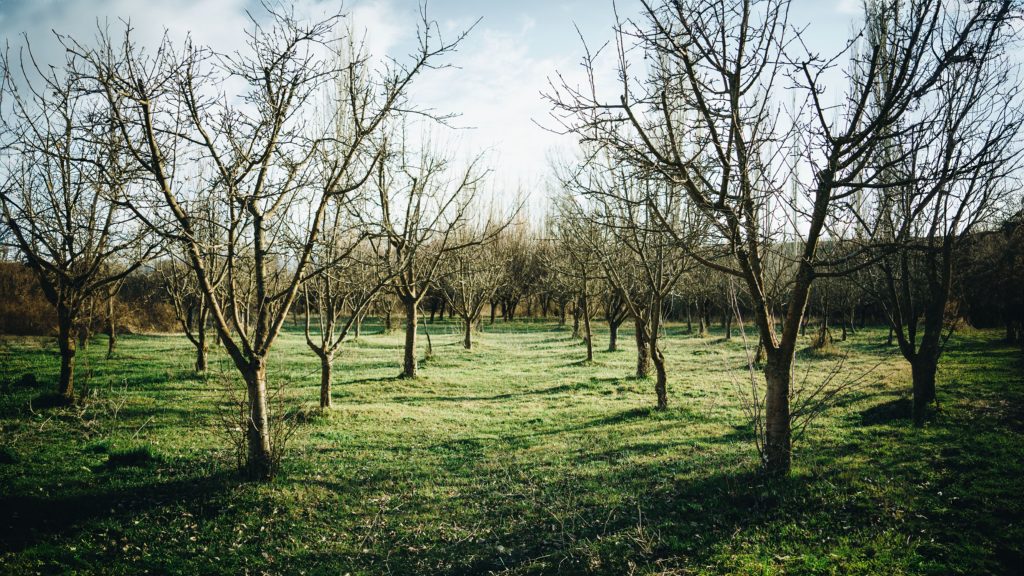 Verger paisible aux arbres nus en hiver