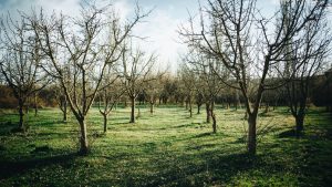 Verger paisible aux arbres nus en hiver