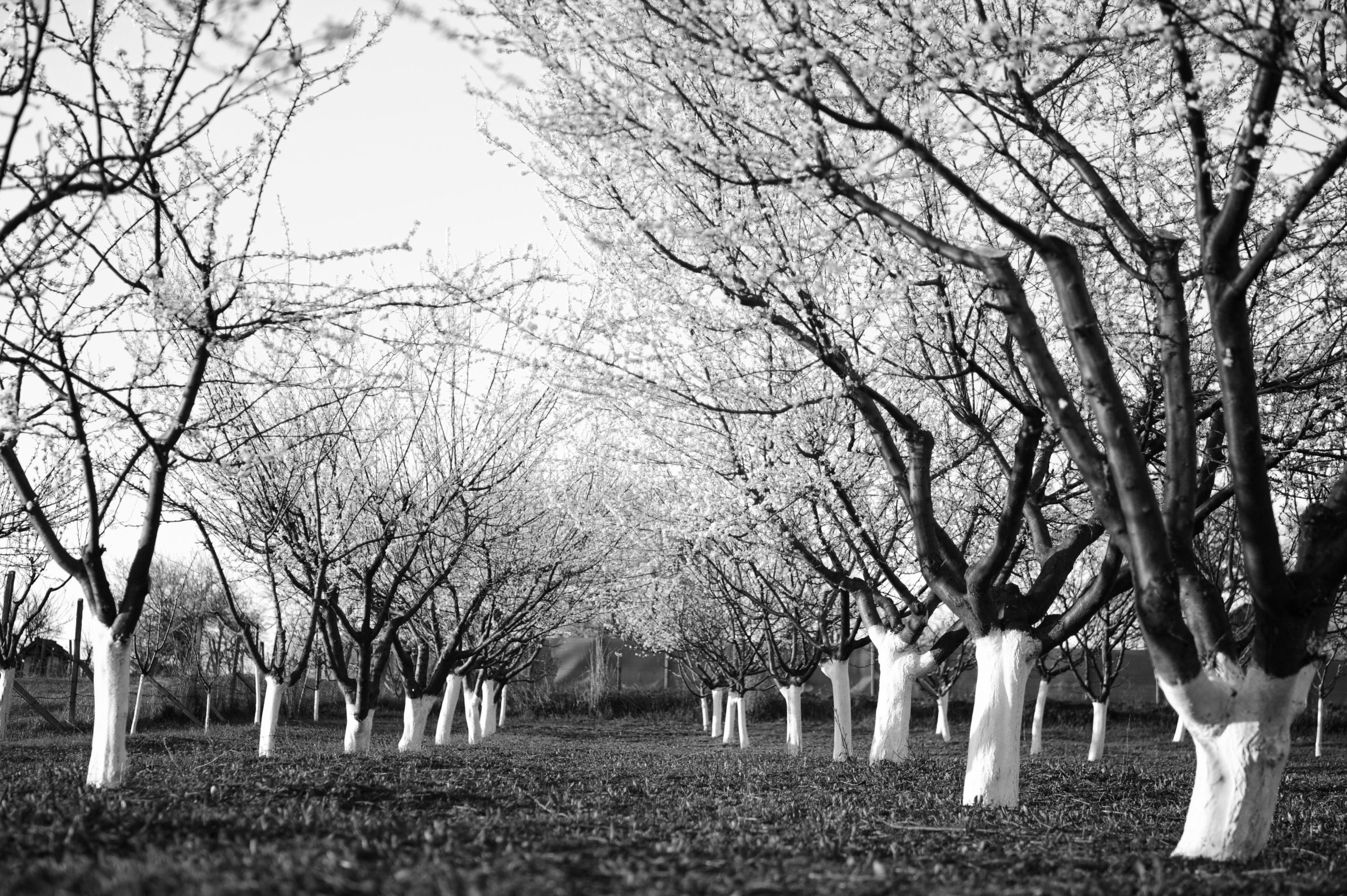 Verger hivernal en noir et blanc, rangées d'arbres nus