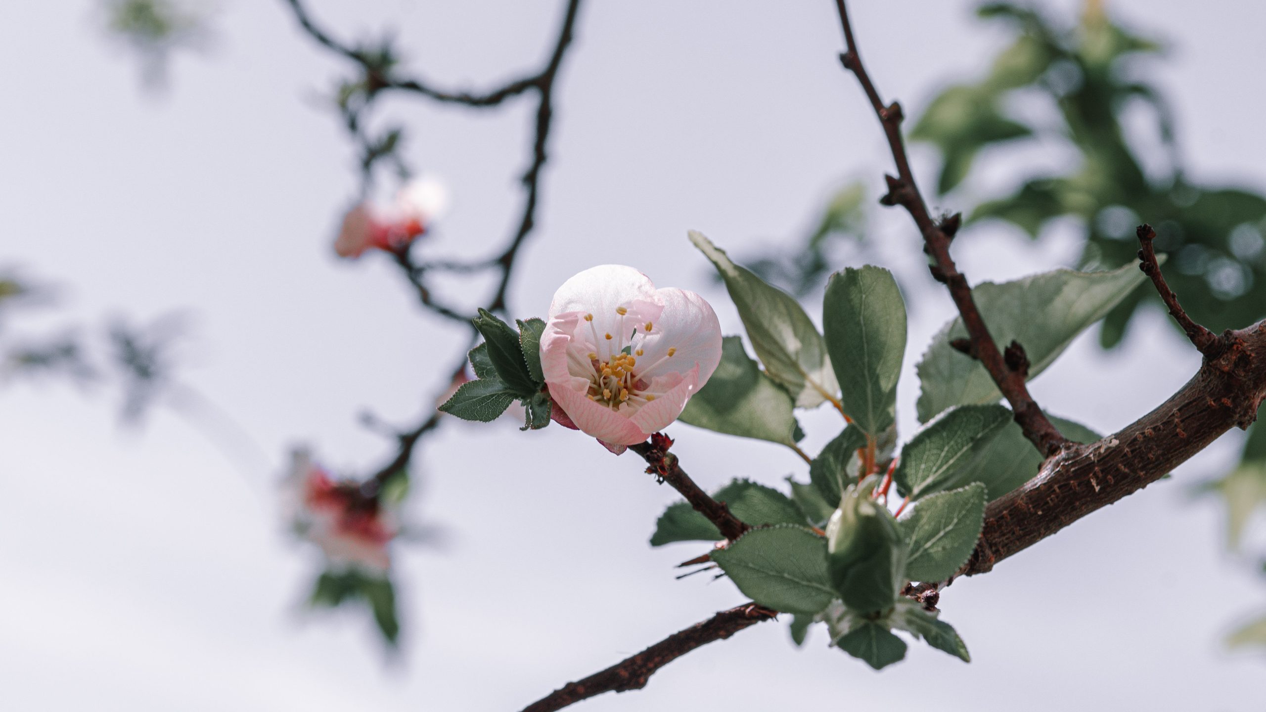 Gros plan délicat d'une fleur d'abricotier
