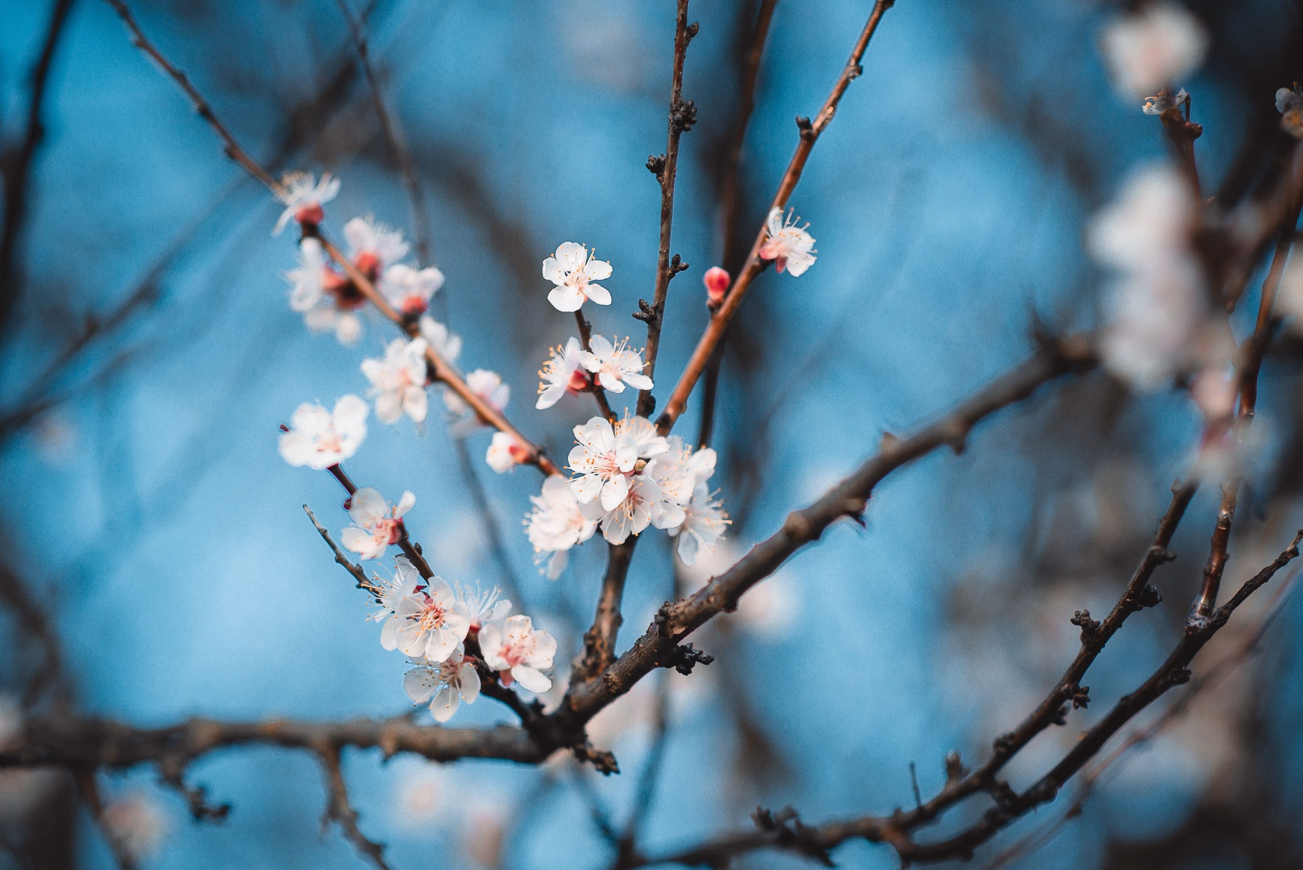Fleurs d'abricotier blanches sur fond de ciel bleu