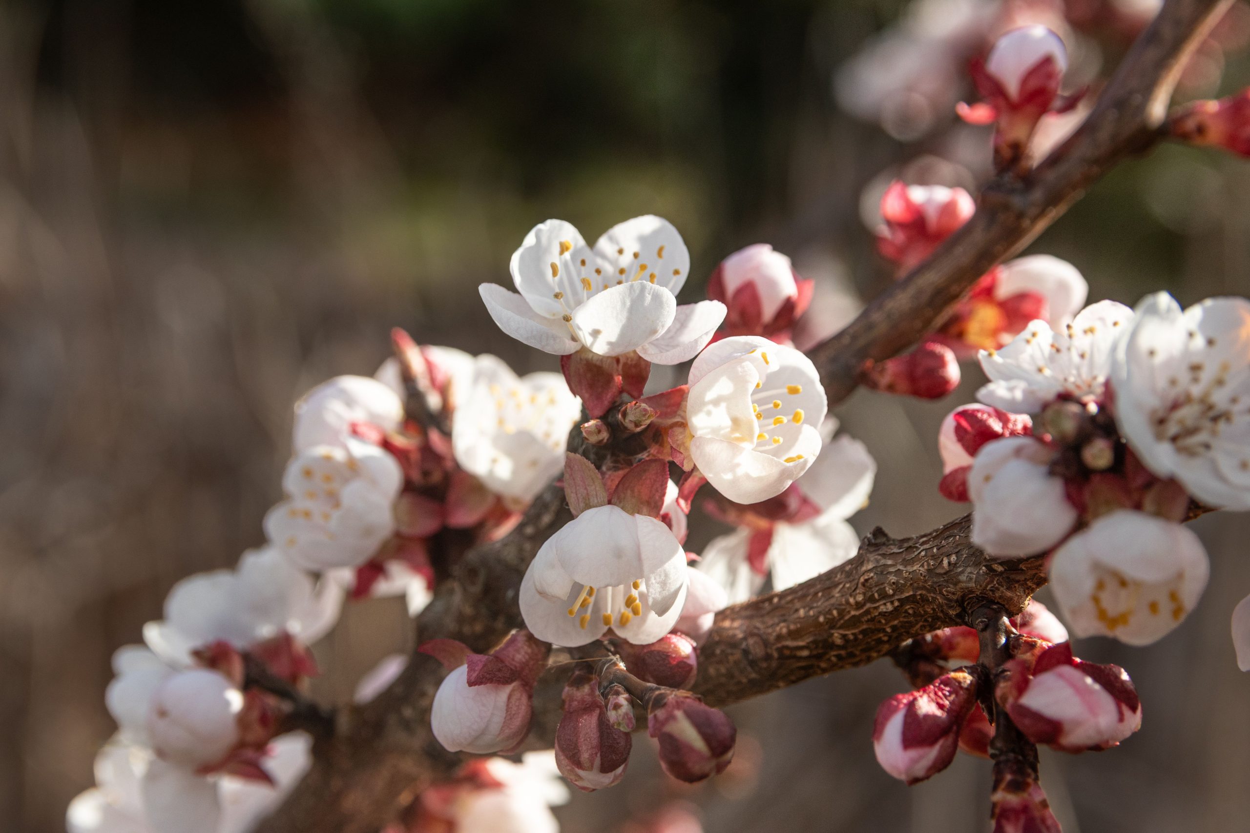 Gros plan de fleurs d'abricotier au printemps