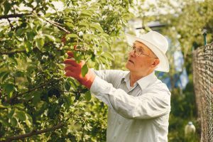 Homme jardinier taillant arbres fruitiers en verger