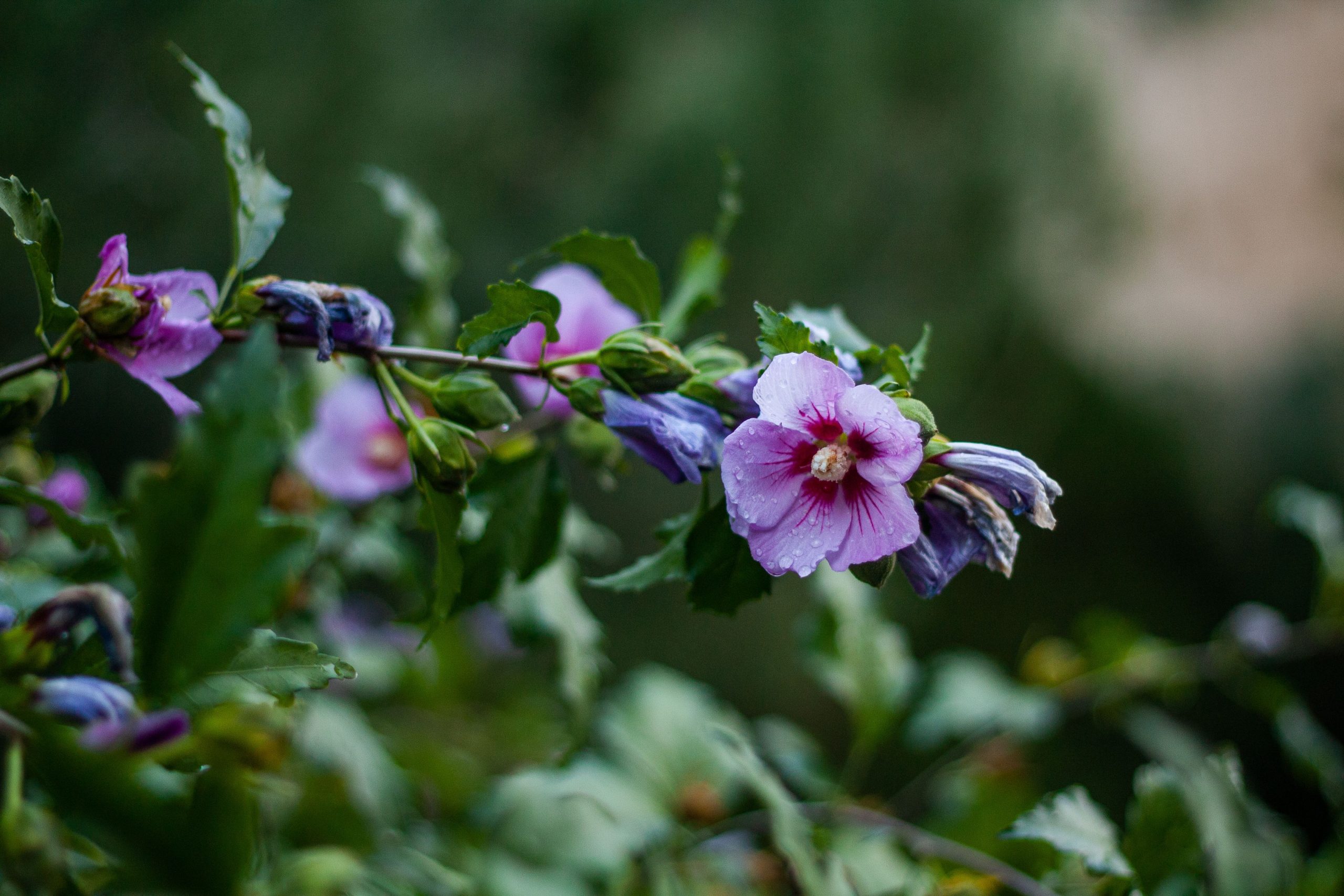 Hibiscus pourpre vivide boutons et feuilles vertes