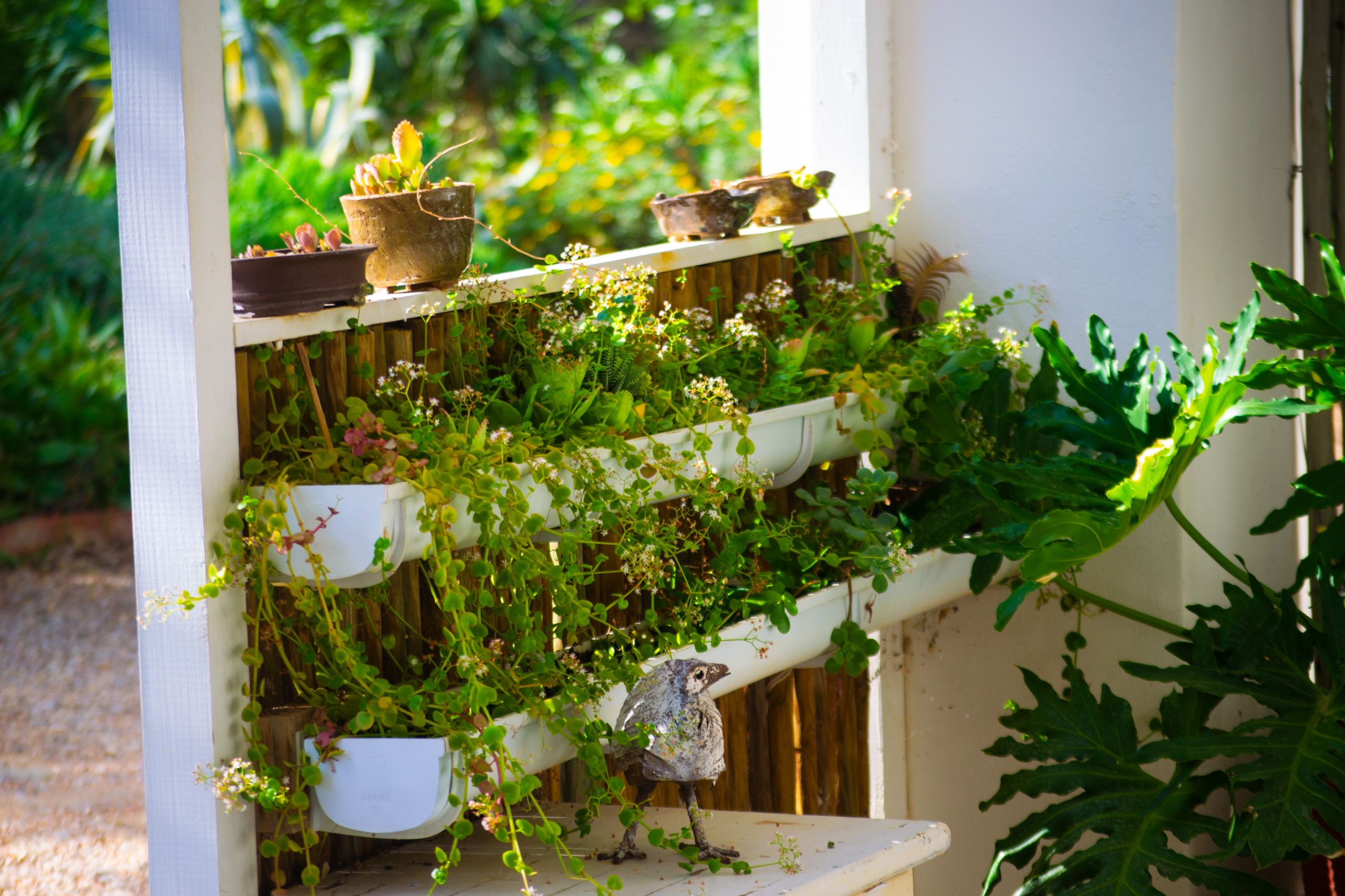 Jardin vertical avec plantes succulentes et verdure