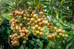 Litchis frais accrochés à une branche d'arbre