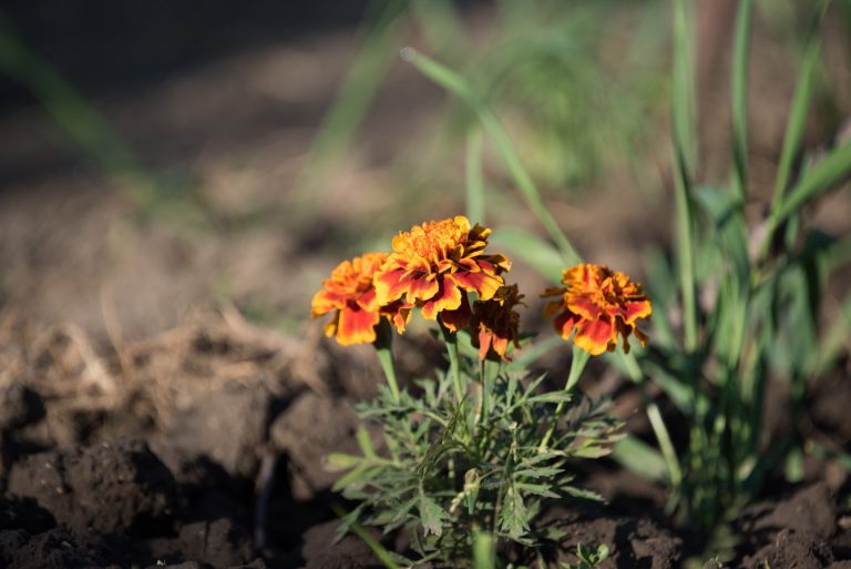 Gros plan de tagetes erecta vibrants en fleur