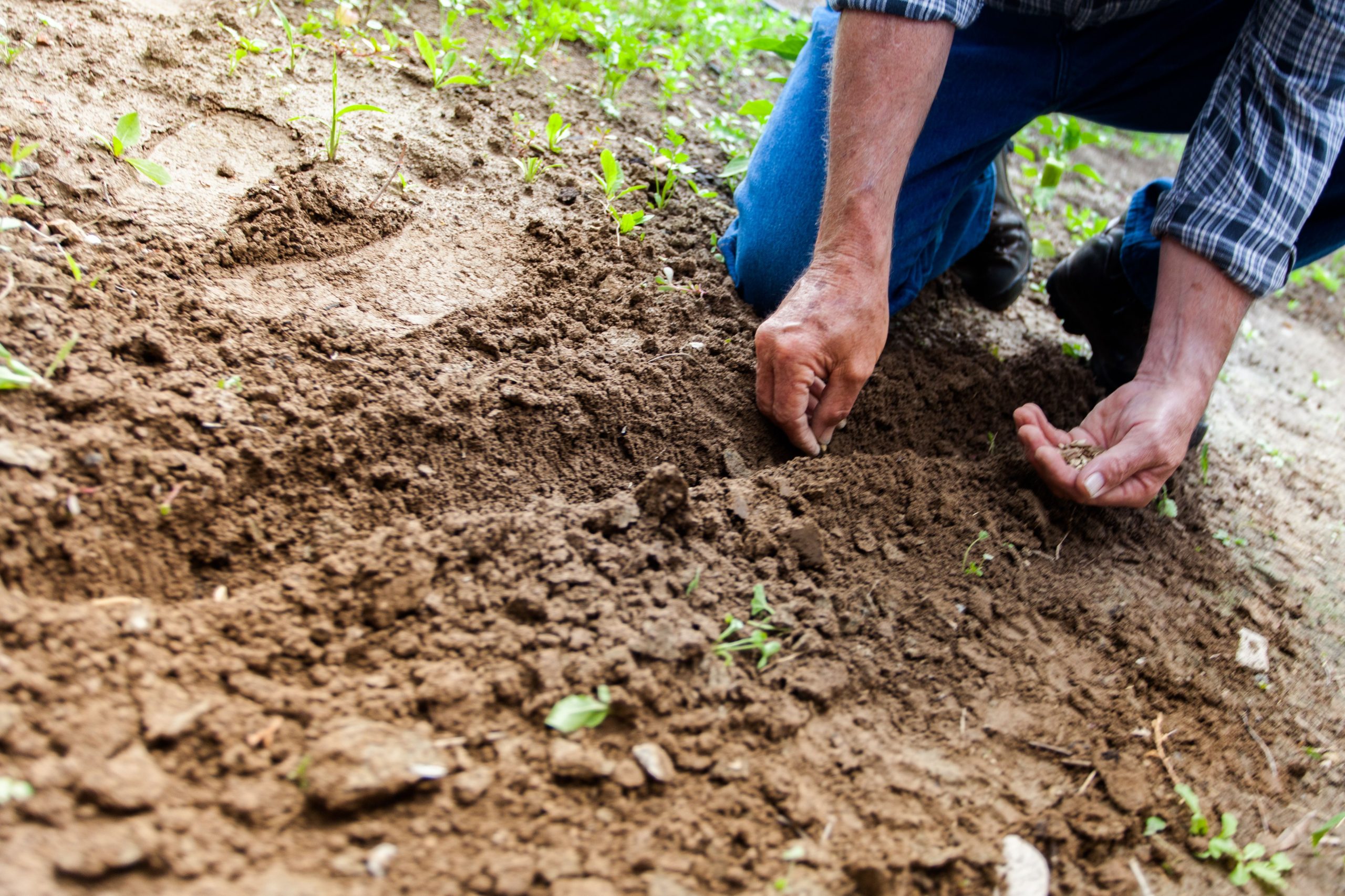 Personne plantant des graines dans le sol
