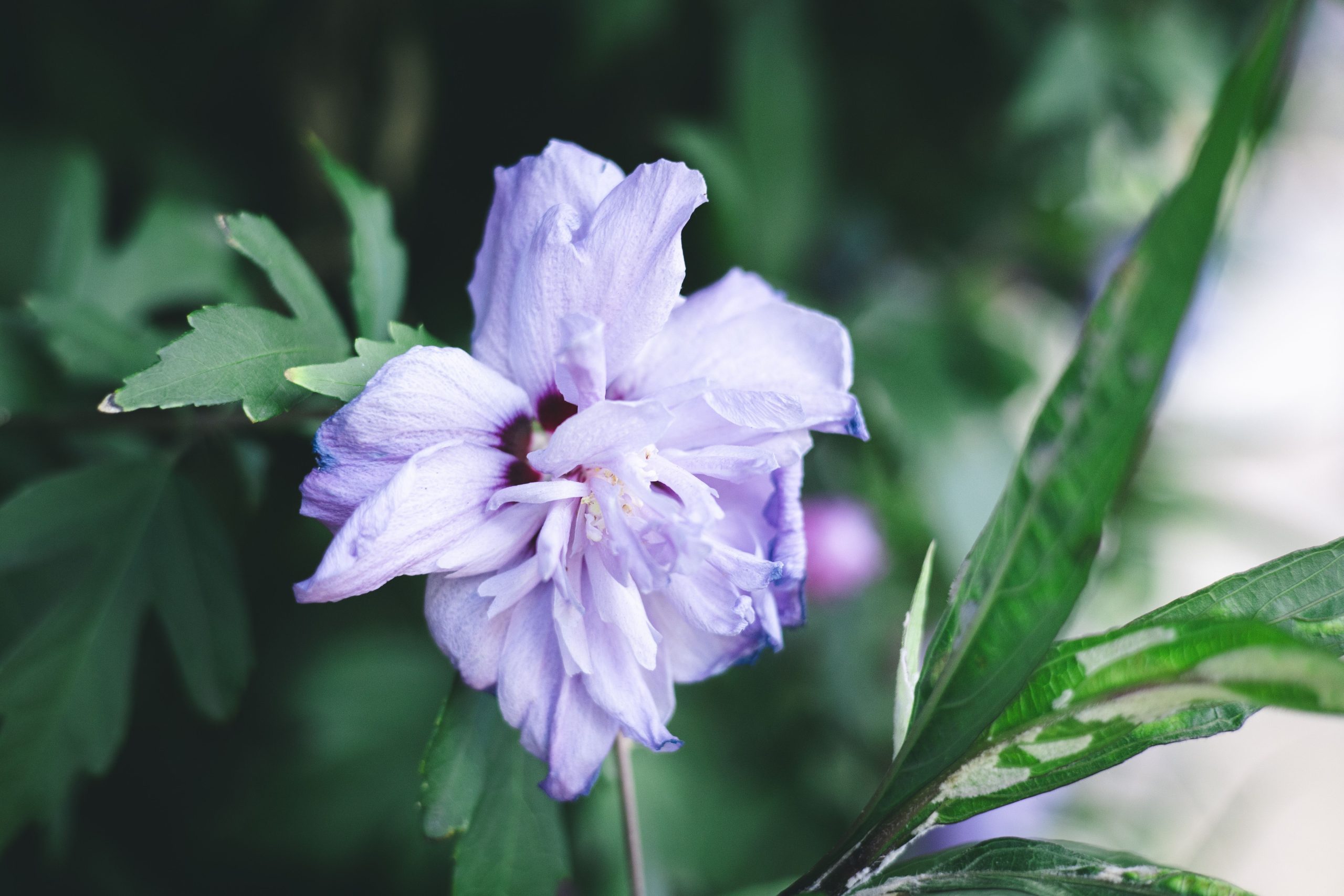 Gros plan fleur rose de sharon pourpre feuillage vert