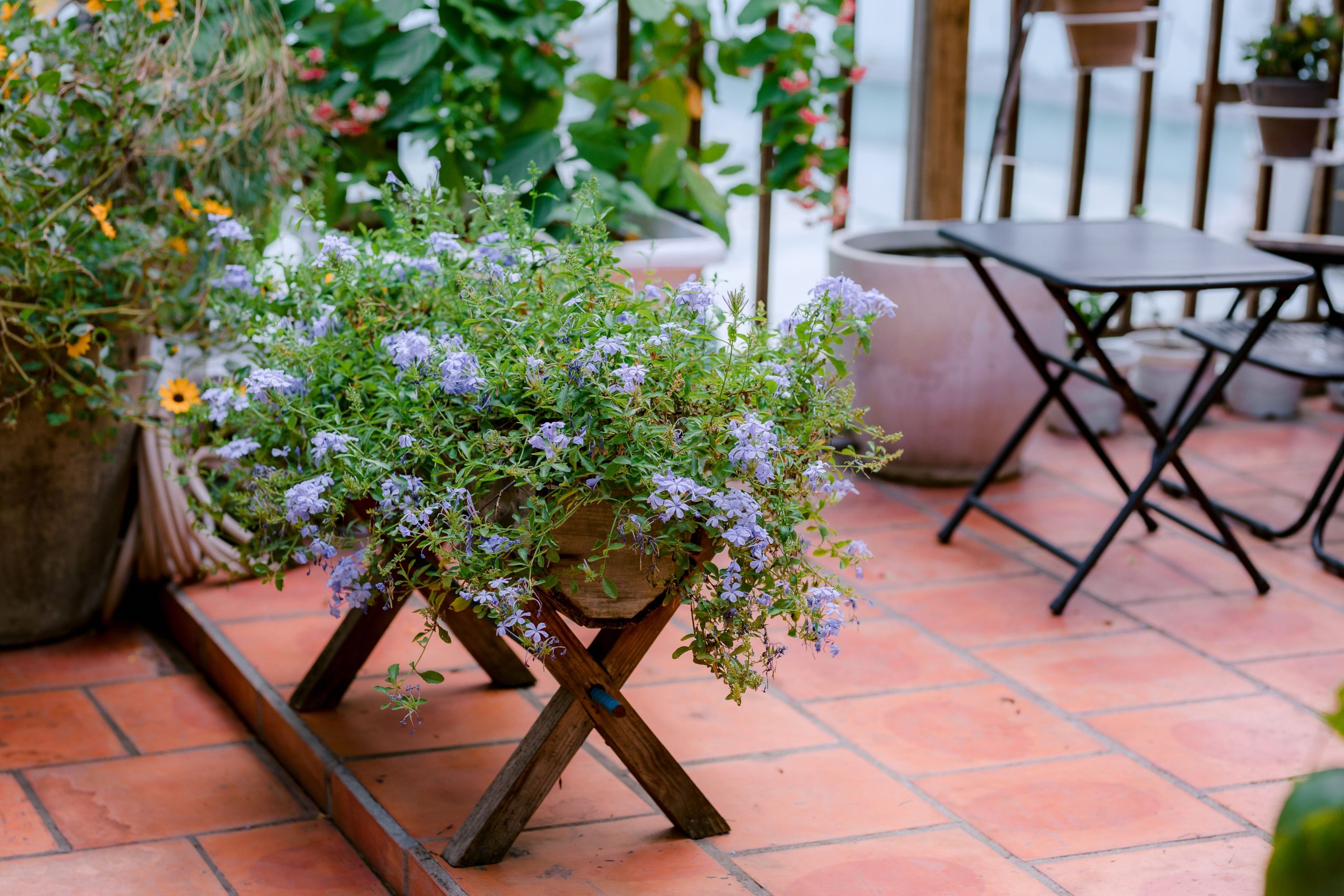 Terrasse cozy avec lavande sur support bois