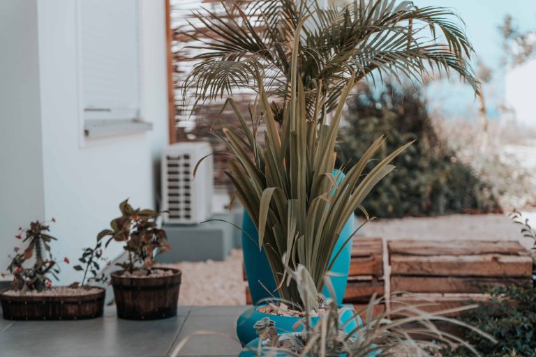 Terrasse stylée avec plantes en pots et palmier bleu