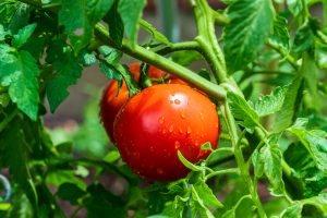 Tomates mûres avec gouttes d'eau en gros plan